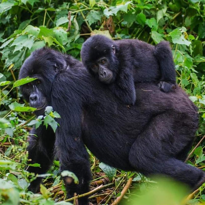 Gorilla Hills Eco-Lodge Kisoro Exteriér fotografie
